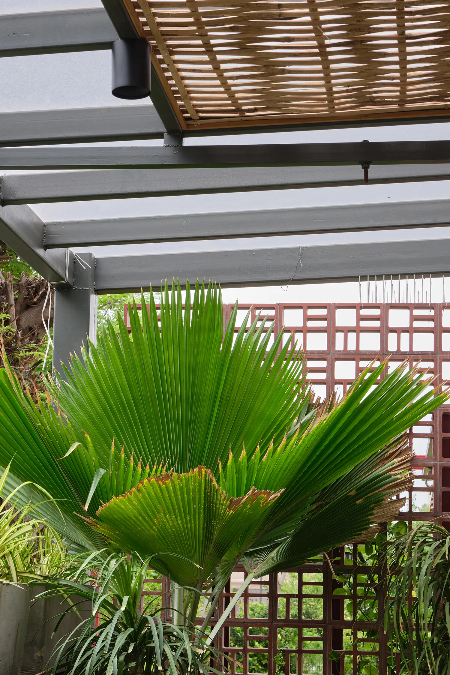 Jali screen with palm